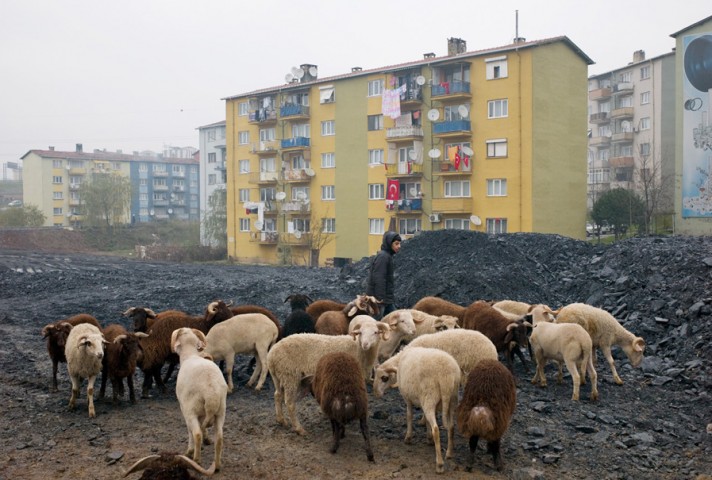 Sheep for the celebration of *Kurban Bayran* in Umraniye on the Asian side of Istanbul